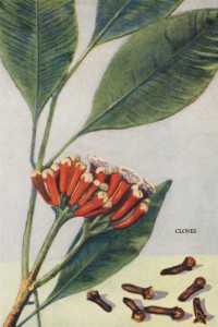 Clove Plant Image from fine art prints